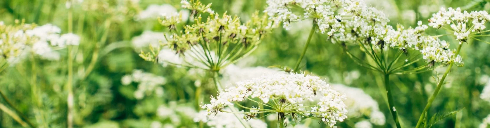 Header banner of 'What is the Biological Pump?'